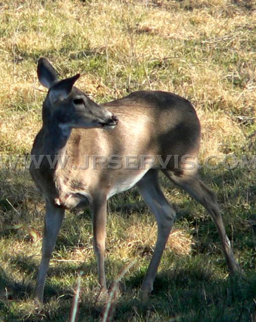 Tex Whitetail Doe.jpg